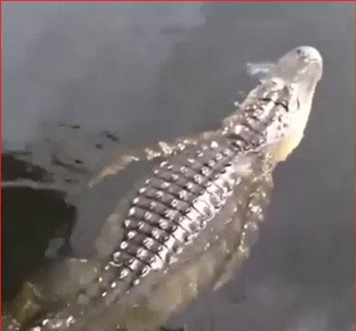 CLIP: "Choáng" trước cảnh cô gái nhảy từ trên cây xuống ngay cạnh cá sấu