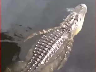 CLIP: "Choáng" trước cảnh cô gái nhảy từ trên cây xuống ngay cạnh cá sấu