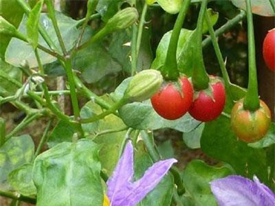 Tác dụng giải rượu, bia của cà gai leo mà ít ai biết đến