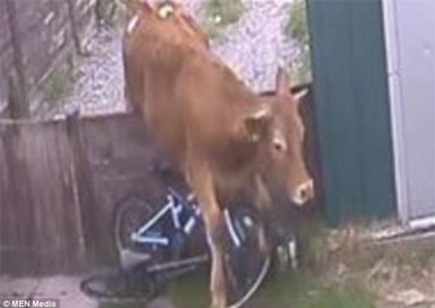 CLIP: Bị cô gái trẻ "nhìn đểu", bò nổi điên nhảy qua hàng rào truy sát