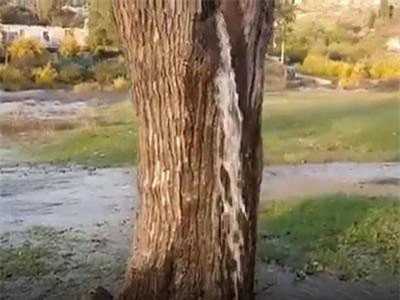 CLIP: Kỳ lạ cây cổ thụ tự phun nước xối xả 