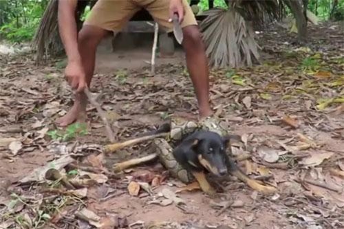 Clip: Giải cứu chó nhỏ thoát khỏi trăn ‘khủng’