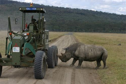 Clip: ‘Lạnh gáy’ trước những khoảnh khắc ‘khi tê giác nổi điên’