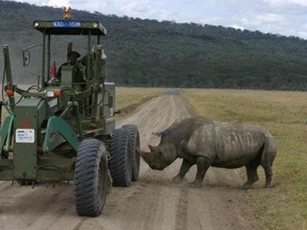 Clip: ‘Lạnh gáy’ trước những khoảnh khắc ‘khi tê giác nổi điên’