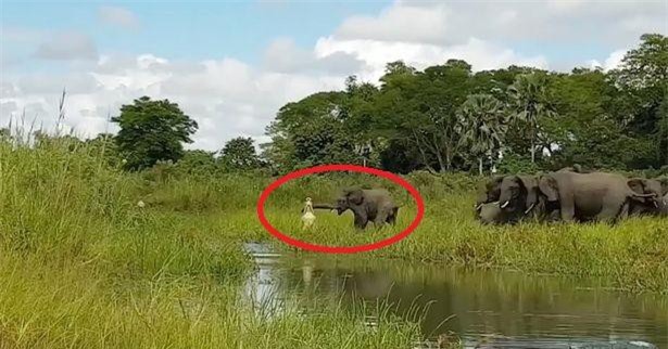 CLIP: Cá sấu tấn công voi, bị cả đàn lao vào “đánh hội đồng”