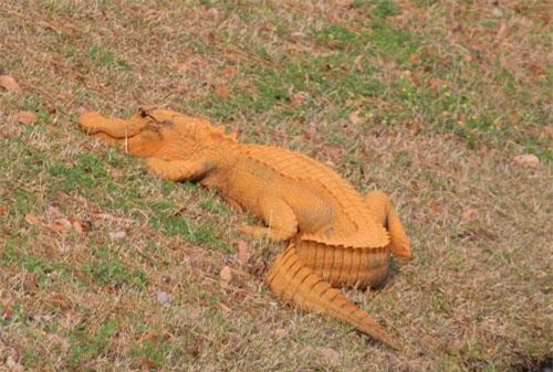 Phát hiện cá sấu màu cam bí ẩn ở Mỹ