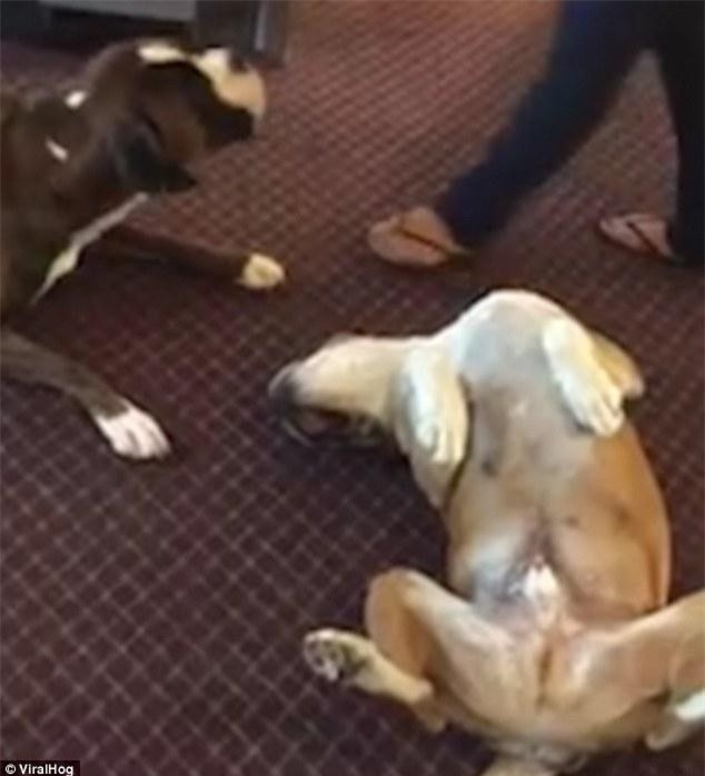 CLIP: Chó giả chết như thật, “bạn” đau buồn sủa vang