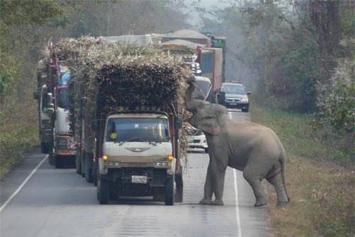 CLIP HOT (18/3): Voi chặn đường xe tải để ‘cướp’ mía, cô gái cắn đứt đầu rồi ăn thịt rắn sống