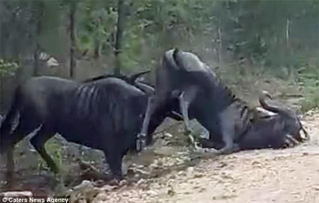 Linh dương giả chết, bị húc cho "sống lại" cong đuôi chạy