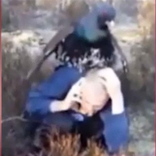 CLIP: Chim lạ khổng lồ đè đầu cưỡi cổ, tấn công thanh niên trong rừng