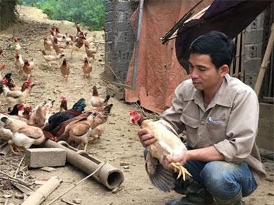 Hòa Bình: Trở về từ Hàn Quốc, 8X thả bạt ngàn gà trên đồi, bỏ túi 170 triệu đồng