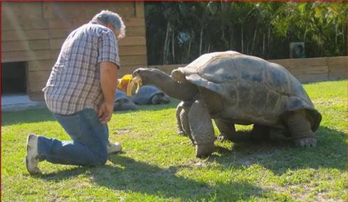 CLIP: Top 5 loài vật có tuổi thọ cao nhất thế giới