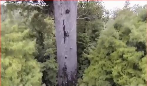 CLIP: Top 5 cây cổ thụ to lớn nhất thế giới