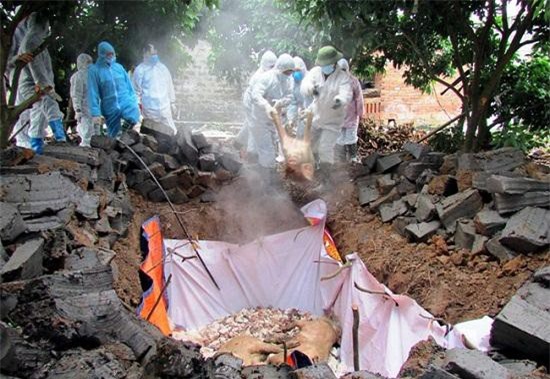 Dịch tả lợn Châu Phi: Đẩy nhanh hỗ trợ thiệt hại cho người chăn nuôi để tránh bán chạy