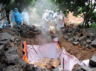 Dịch tả lợn Châu Phi: Đẩy nhanh hỗ trợ thiệt hại cho người chăn nuôi để tránh bán chạy
