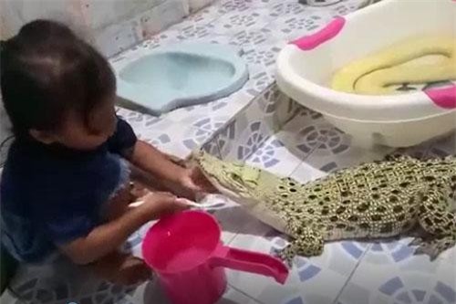 CLIP: ‘Dựng tóc gáy’ trước cảnh bé gái ngồi đánh răng cho cá sấu