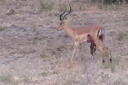 Clip: Nội tạng rơi lòng thòng, linh dương vẫn vùng lên chống trả bầy linh cẩu