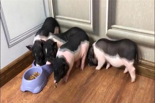Heo cảnh mini giá tiền triệu, thú chơi mới của dân Hà thành