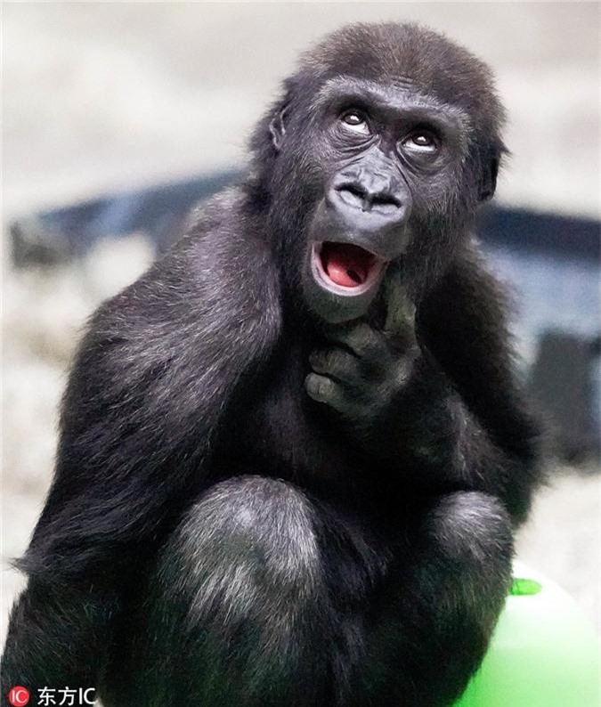Cười tẹt ga với bức ảnh khỉ đột vui nhộn này! Không chỉ cười nghiêng ngả mà còn nụ cười đầy sáng tạo khi theo dõi hành động của chúng.