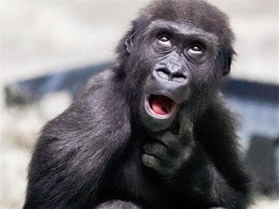 Cận cảnh khoảnh khắc xấu hổ muốn 'độn thổ' của khỉ đột