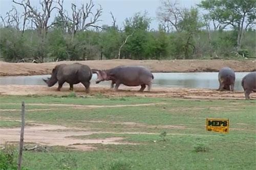 CLIP: Tê giác ‘nếm trái đắng’ vì bắt nạt hà mã con