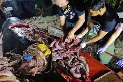 Clip: 'Hết hồn' lấy ra 40kg nhựa trong bụng cá voi