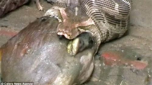 CLIP: Con trăn tham ăn nuốt cả linh dương và cái kết