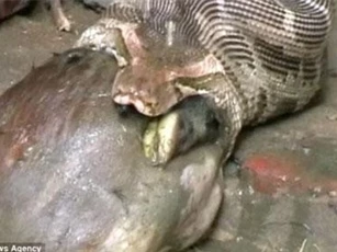 CLIP: Con trăn tham ăn nuốt cả linh dương và cái kết