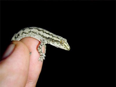 Điều kỳ thú thạch sùng đuôi sần có ở khắp Việt Nam