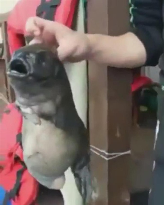 CLIP: Cá “quái vật” 2 mồm kỳ dị cắn câu ngư dân Nga