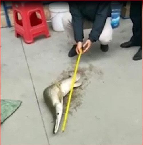 CLIP: Thủy quái “hình dáng kỳ lạ” xuất hiện ở hồ Trung Quốc