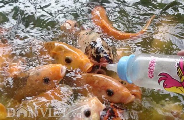 CLIP: Kỳ thú hàng ngàn con cá chép tranh nhau bú bình sữa trẻ em tại Bến Tre