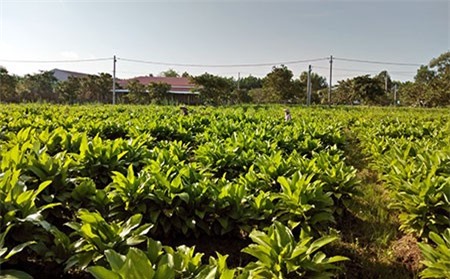 Hậu Giang: Trồng sâm lùn Thái, ngỡ như cây dại mà lại thu 30 triệu/công