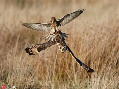 Chim cắt lưng hung xảo quyệt, tinh vi cướp mồi chim cú