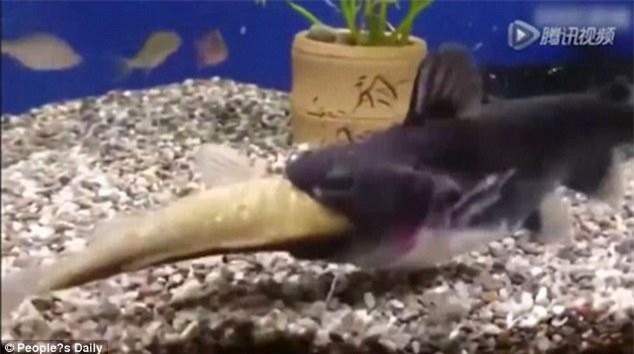 CLIP: 'Thủy quái' nuốt gọn mồi khổng lồ trong vài giây