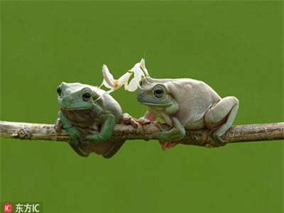 Độc: Động vật hóa thân anh hùng cứu bạn bè khác loài