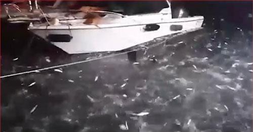 CLIP: Kinh ngạc cảnh vạn con cá tự nhảy lên tàu của ngư dân