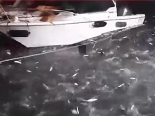 CLIP: Kinh ngạc cảnh vạn con cá tự nhảy lên tàu của ngư dân