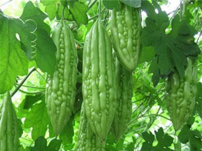 10 lợi ích thần kỳ của mướp đắng