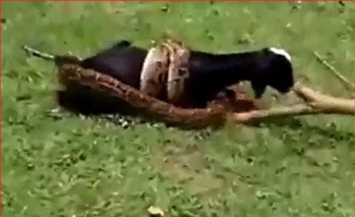 CLIP: Giải cứu dê đang bị trăn không lồ siết chặt