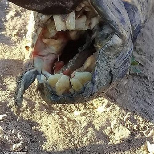 Phát hiện “con lươn” kì quái có hàm răng giống người