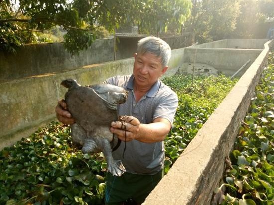 Sơn La: Thả ba ba la liệt trong 2.000m2 ao, lãi gần 1/2 tỷ đồng mỗi năm