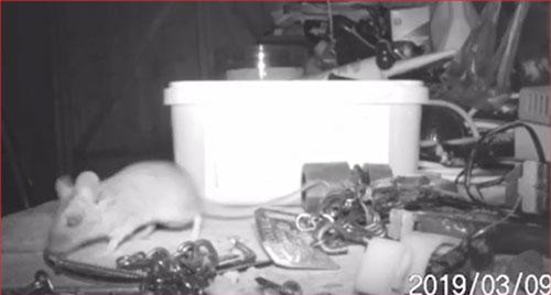 CLIP: "Sốc" chuột dọn dẹp nhà hằng đêm 