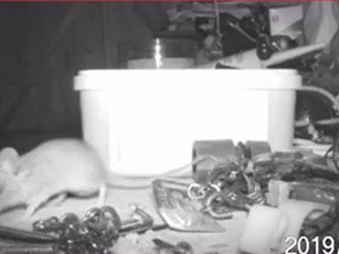 CLIP: "Sốc" chuột dọn dẹp nhà hằng đêm