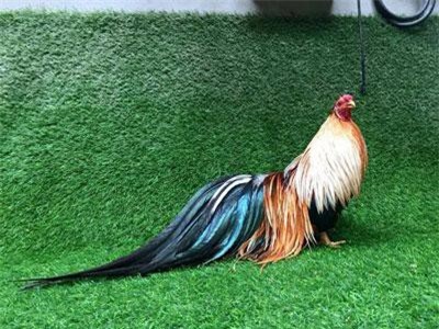 Đại gia Đài Loan chi nghìn đô săn giống gà 'quý tộc' chỉ có ở Việt Nam