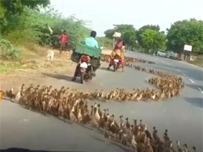 CLIP: Hài hước khoảnh khắc động vật trở thành... kẻ phá bĩnh giao thông