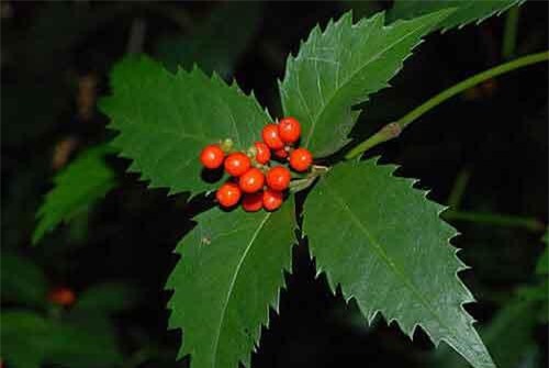 Sự thật không ngờ về cây sói rừng mọc hoang nhiều ở Việt Nam