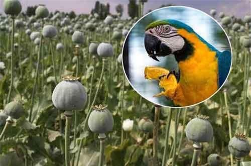Vẹt "nghiện ma túy" khiến nông dân khốn khổ?
