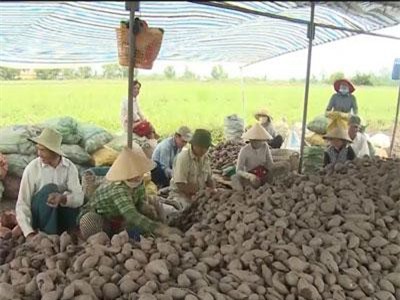 CLIP: Thực hư chuyện bơm thuốc tăng trưởng kích thích khoai lang ở Gia Lai