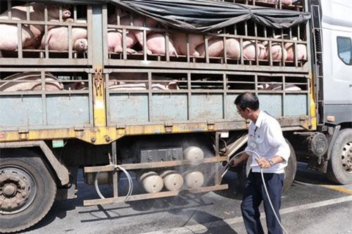 FAO không khuyến nghị ban bố tình trạng khẩn cấp về dịch tả lợn châu Phi